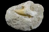 Otodus Shark Tooth Fossil in Rock - Eocene #171284-1